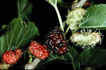 Multiple fruit of berries (mullberry). eating a mulberry is like eating a miniature cluster of tightly grouped grapes (>1 flower, >1 ovary) [Morus alba; Moraceae]